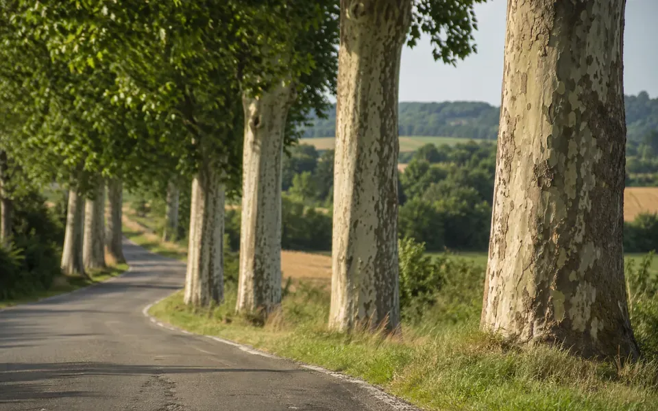 Route départementale bordée d'arbres dans la campagne